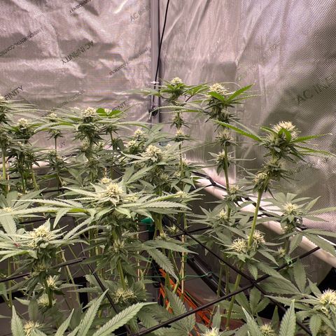 ILGM Banana Kush & Clone (Fem) growlog timeline photo