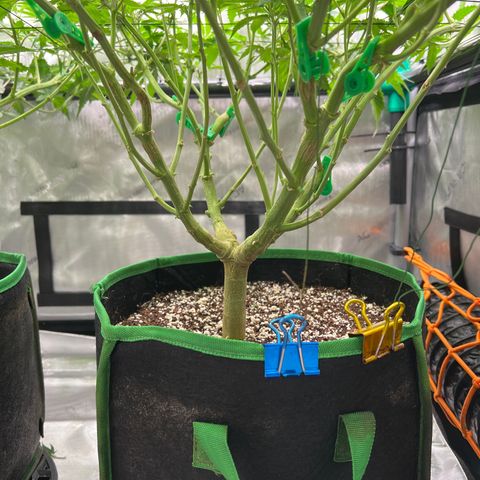 ILGM Banana Kush & Clone (Fem) growlog timeline photo