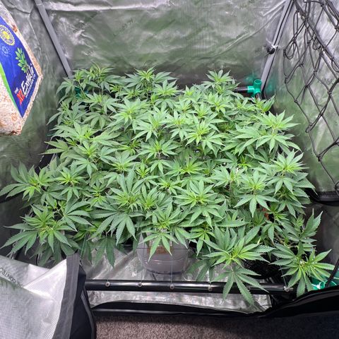 ILGM Banana Kush & Clone (Fem) growlog timeline photo