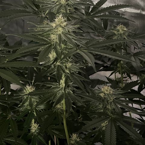 ILGM Banana Kush & Clone (Fem) growlog timeline photo