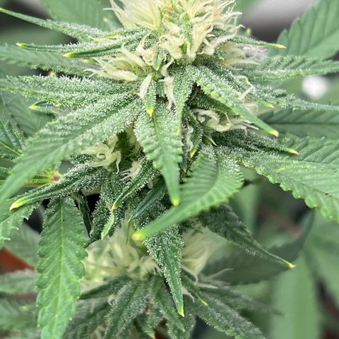 ILGM Banana Kush & Clone (Fem) growlog timeline photo