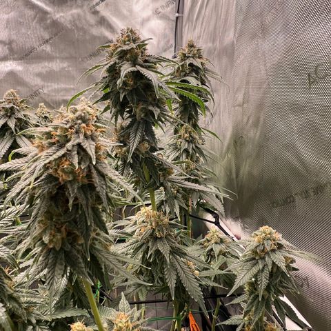 ILGM Banana Kush & Clone (Fem) growlog timeline photo