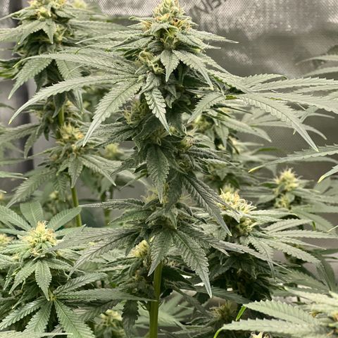 ILGM Banana Kush & Clone (Fem) growlog timeline photo