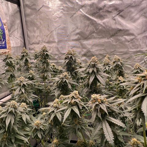 ILGM Banana Kush & Clone (Fem) growlog timeline photo
