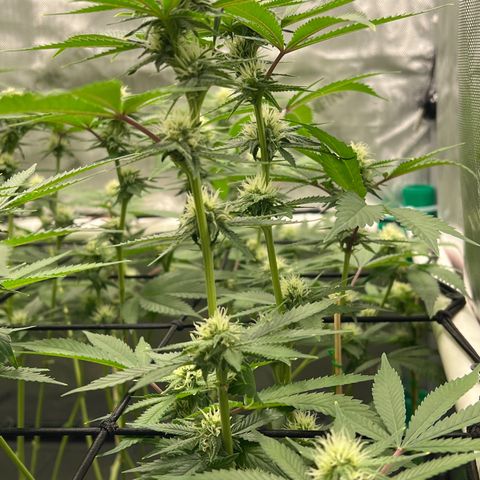 ILGM Banana Kush & Clone (Fem) growlog timeline photo