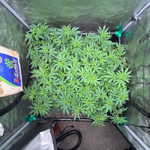 ILGM Banana Kush & Clone (Fem) growlog timeline photo