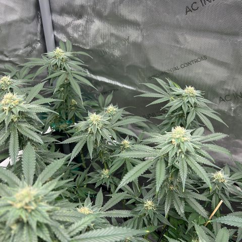ILGM Banana Kush & Clone (Fem) growlog timeline photo
