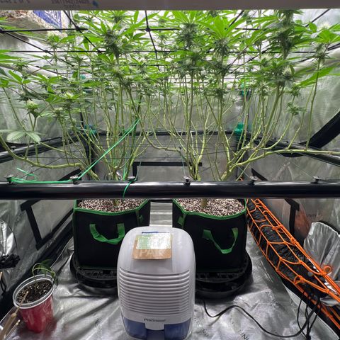 ILGM Banana Kush & Clone (Fem) growlog timeline photo