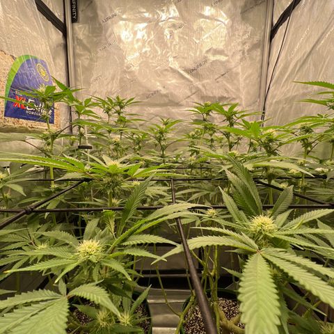 ILGM Banana Kush & Clone (Fem) growlog timeline photo