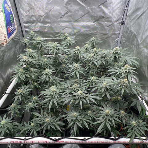 ILGM Banana Kush & Clone (Fem) growlog timeline photo