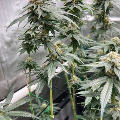 ILGM Banana Kush & Clone (Fem) growlog timeline photo