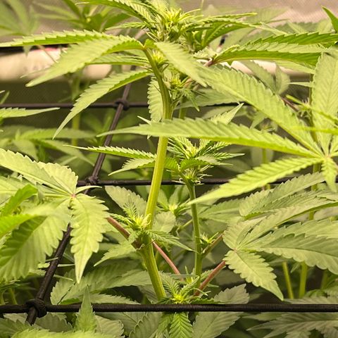 ILGM Banana Kush & Clone (Fem) growlog timeline photo
