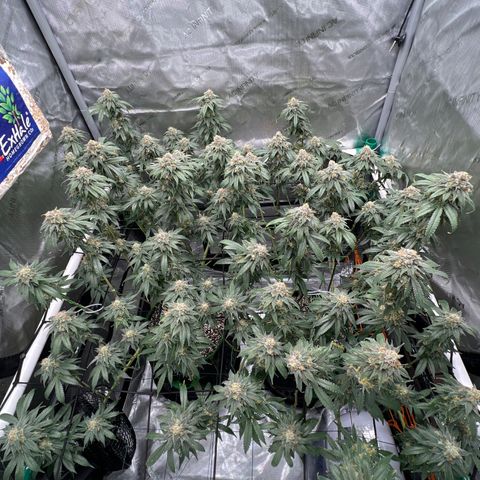 ILGM Banana Kush & Clone (Fem) growlog timeline photo