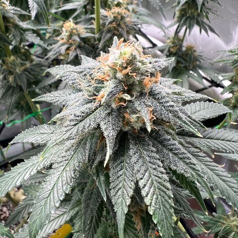 ILGM Banana Kush & Clone (Fem) growlog timeline photo