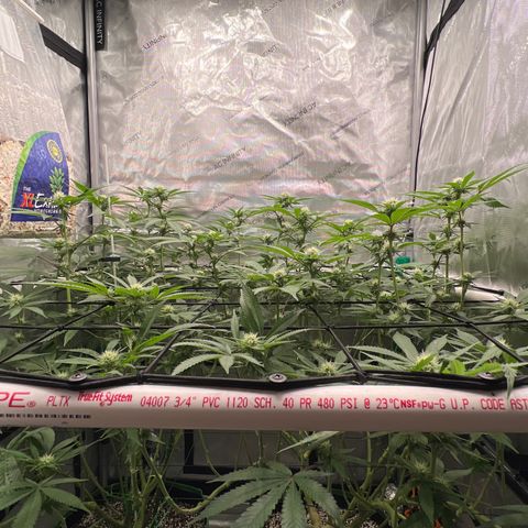 ILGM Banana Kush & Clone (Fem) growlog timeline photo