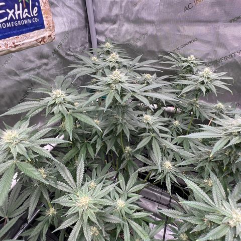 ILGM Banana Kush & Clone (Fem) growlog timeline photo