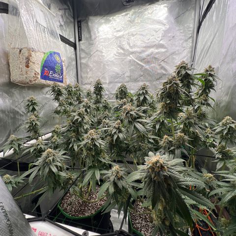 ILGM Banana Kush & Clone (Fem) growlog timeline photo