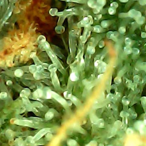 ILGM Banana Kush & Clone (Fem) growlog timeline photo