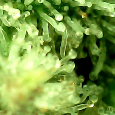 ILGM Banana Kush & Clone (Fem) growlog timeline photo