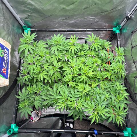 ILGM Banana Kush & Clone (Fem) growlog timeline photo