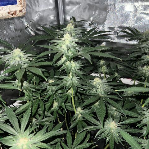 ILGM Banana Kush & Clone (Fem) growlog timeline photo