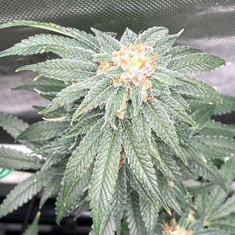ILGM Banana Kush & Clone (Fem) growlog timeline photo