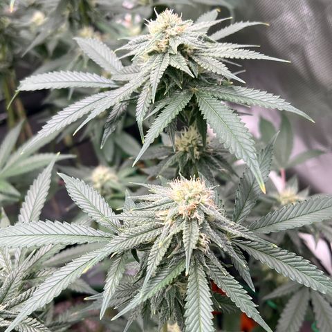 ILGM Banana Kush & Clone (Fem) growlog timeline photo
