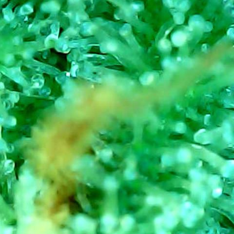 ILGM Banana Kush & Clone (Fem) growlog timeline photo