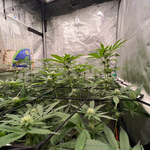 ILGM Banana Kush & Clone (Fem) growlog timeline photo