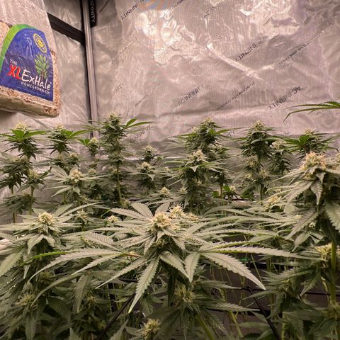 ILGM Banana Kush & Clone (Fem) growlog timeline photo
