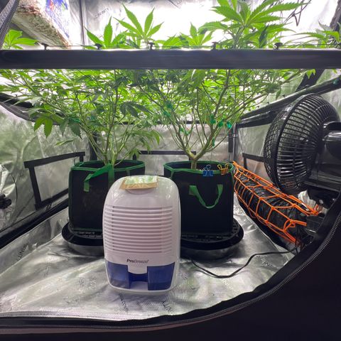 ILGM Banana Kush & Clone (Fem) growlog timeline photo