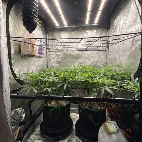 ILGM Banana Kush & Clone (Fem) growlog timeline photo