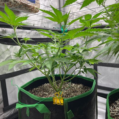 ILGM Banana Kush & Clone (Fem) growlog timeline photo