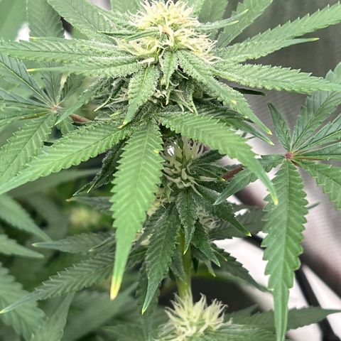 ILGM Banana Kush & Clone (Fem) growlog timeline photo
