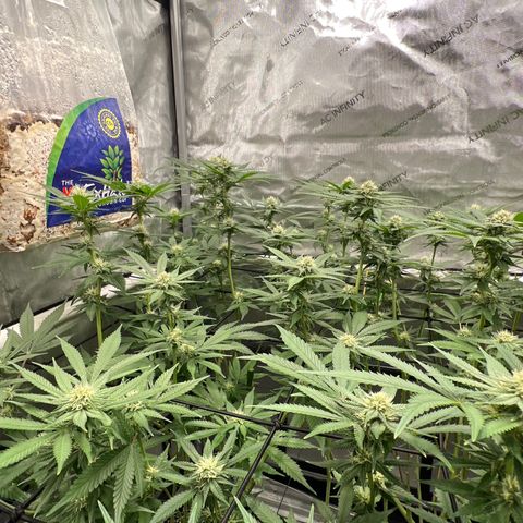 ILGM Banana Kush & Clone (Fem) growlog timeline photo