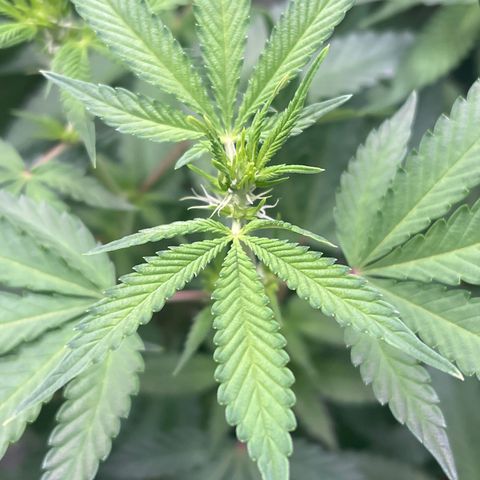 ILGM Banana Kush & Clone (Fem) growlog timeline photo
