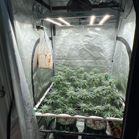 ILGM Banana Kush & Clone (Fem) growlog timeline photo
