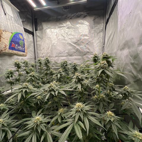 ILGM Banana Kush & Clone (Fem) growlog timeline photo