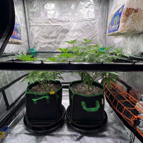 ILGM Banana Kush & Clone (Fem) growlog timeline photo
