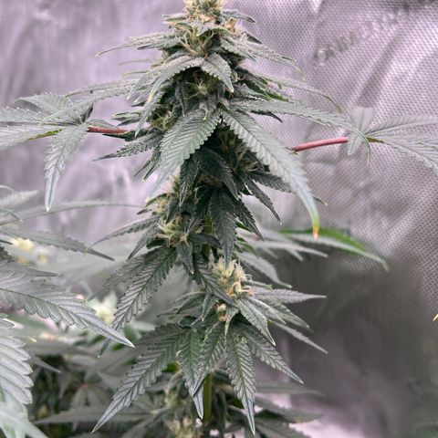 ILGM Banana Kush & Clone (Fem) growlog timeline photo