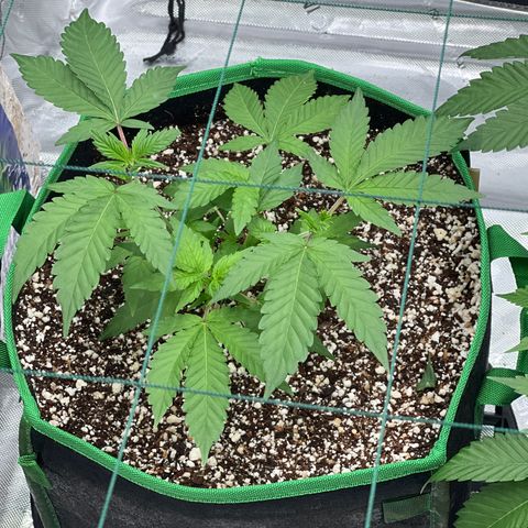 ILGM Banana Kush & Clone (Fem) growlog timeline photo