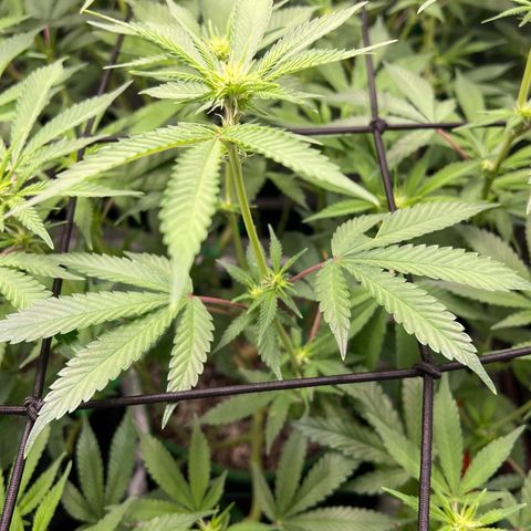 ILGM Banana Kush & Clone (Fem) growlog timeline photo