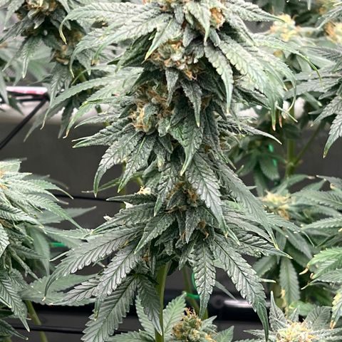 ILGM Banana Kush & Clone (Fem) growlog timeline photo
