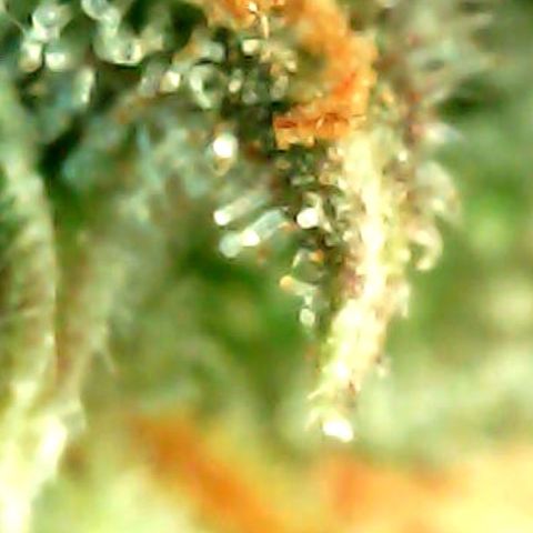 ILGM Banana Kush & Clone (Fem) growlog timeline photo