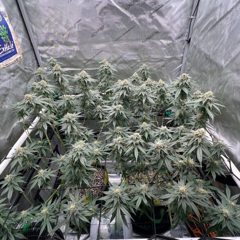 ILGM Banana Kush & Clone (Fem) growlog timeline photo