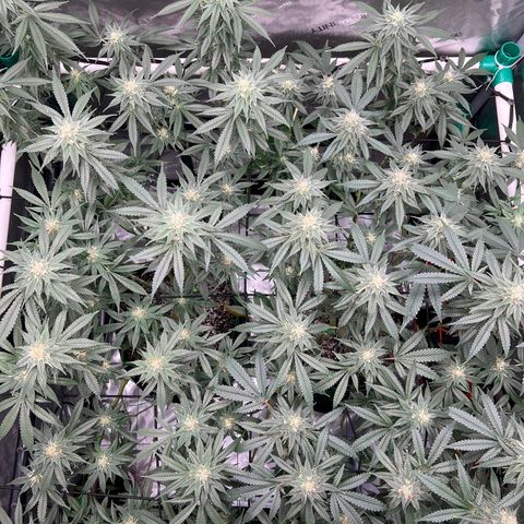 ILGM Banana Kush & Clone (Fem) growlog timeline photo