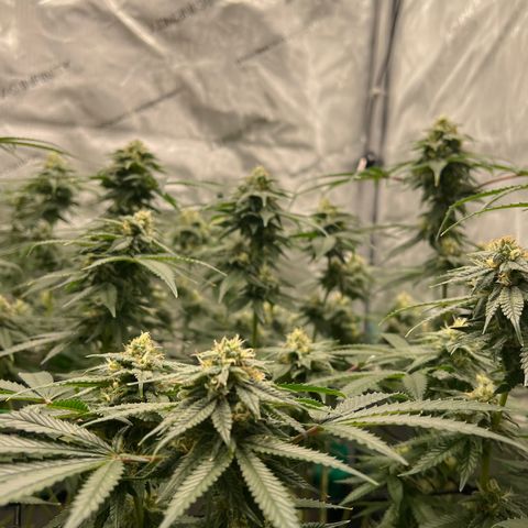 ILGM Banana Kush & Clone (Fem) growlog timeline photo