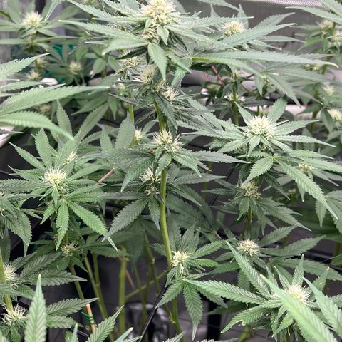 ILGM Banana Kush & Clone (Fem) growlog timeline photo