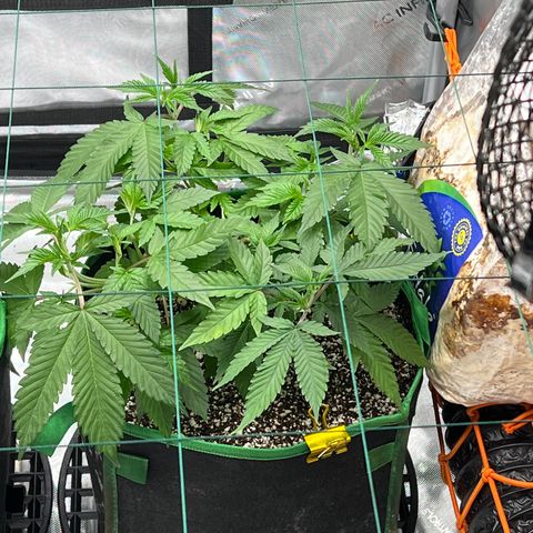ILGM Banana Kush & Clone (Fem) growlog timeline photo