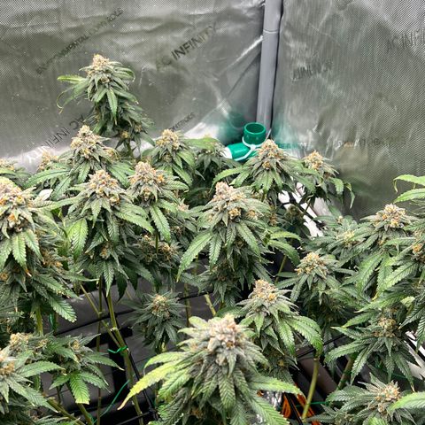 ILGM Banana Kush & Clone (Fem) growlog timeline photo